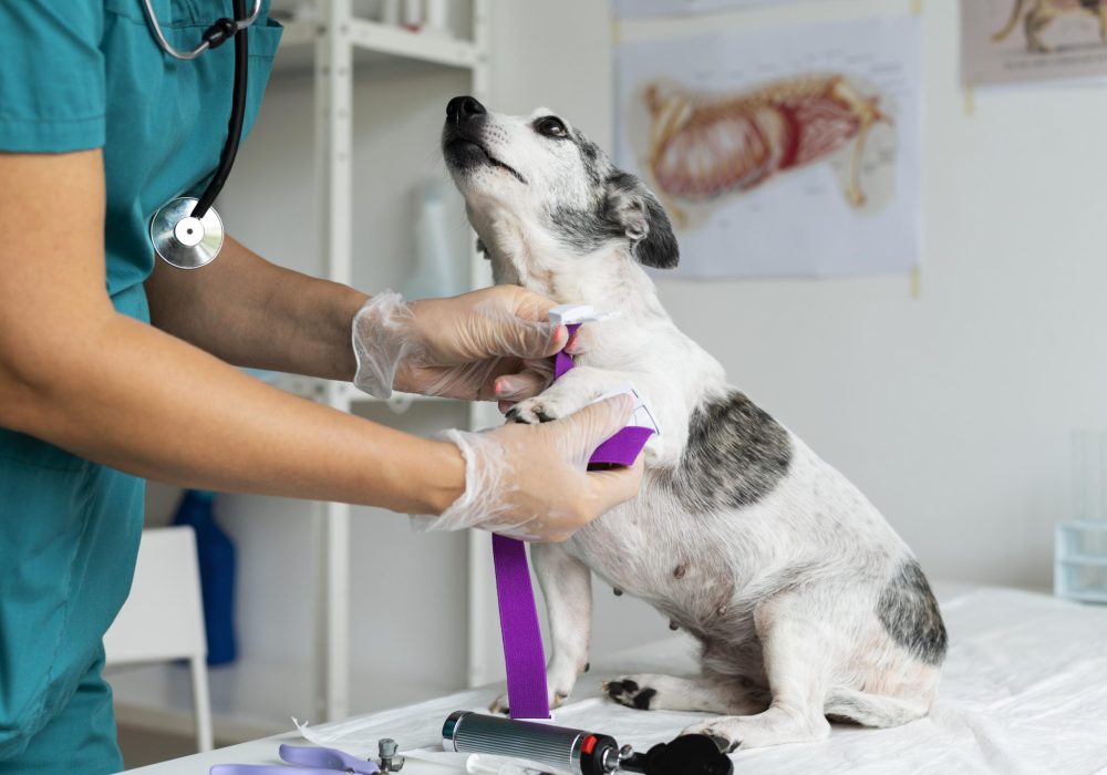 cerca-veterinario-cuidando-perro